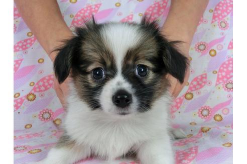 成約済の千葉県のパピヨン-58510の8枚目