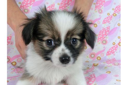 成約済の千葉県のパピヨン-58510の7枚目