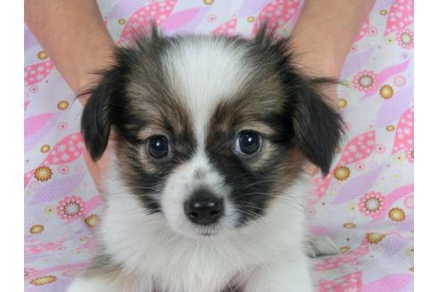 成約済の千葉県のパピヨン-58510の6枚目