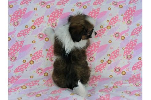 成約済の千葉県のパピヨン-58510の5枚目