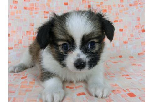 成約済の千葉県のパピヨン-58510の4枚目