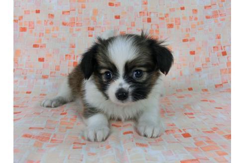 成約済の千葉県のパピヨン-58510の3枚目