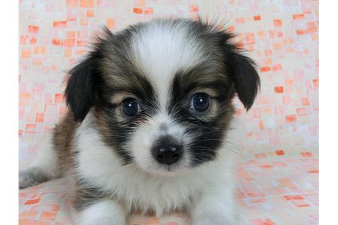 成約済の千葉県のパピヨン-58510の2枚目