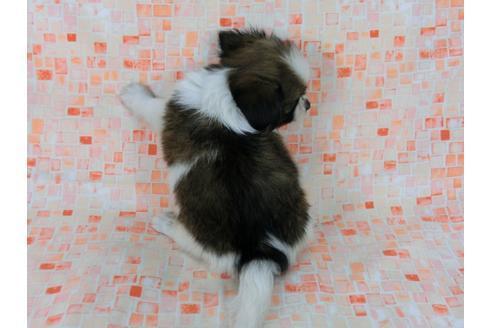 成約済の千葉県のパピヨン-58510の1枚目