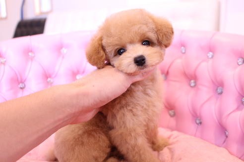 成約済の茨城県のトイプードル-58839