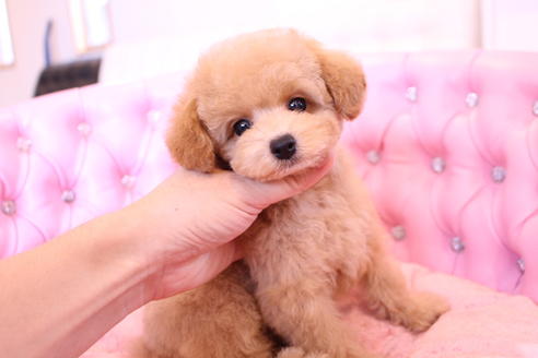 成約済の茨城県のトイプードル-58839の6枚目