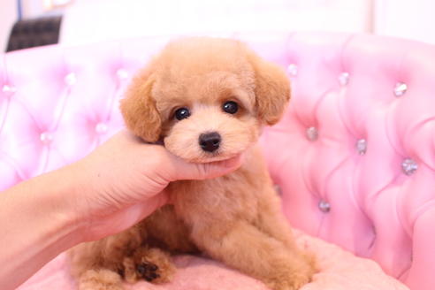 成約済の茨城県のトイプードル-58839の4枚目