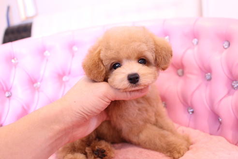 成約済の茨城県のトイプードル-58839の3枚目