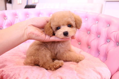 成約済の茨城県のトイプードル-58839の2枚目