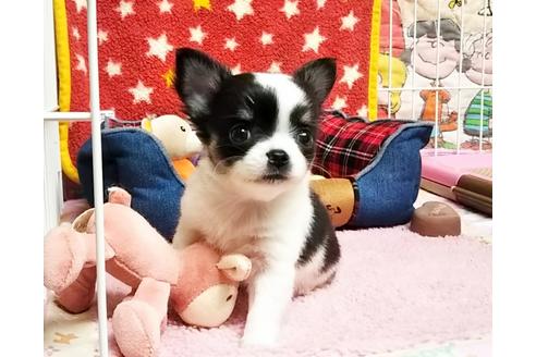 成約済の秋田県のチワワ(ロングコート)-59428の1枚目