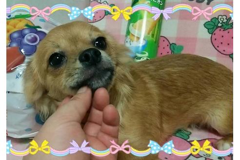 成約済の秋田県のチワワ(ロングコート)-53784の3枚目