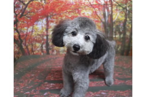 成約済の千葉県のタイニープードル-53349の8枚目