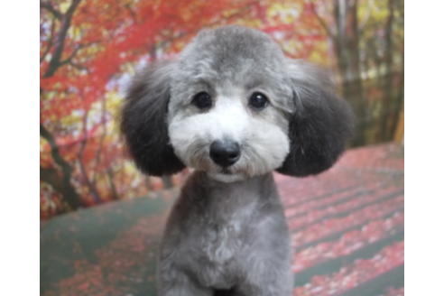 成約済の千葉県のタイニープードル-53349の7枚目