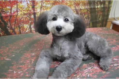 成約済の千葉県のタイニープードル-53349の6枚目