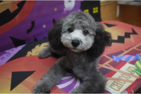 成約済の千葉県のタイニープードル-53349の5枚目