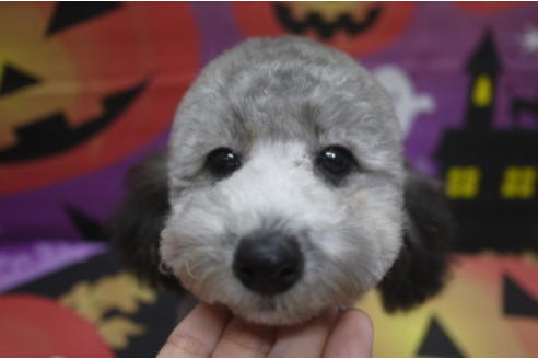 成約済の千葉県のタイニープードル-53349の4枚目