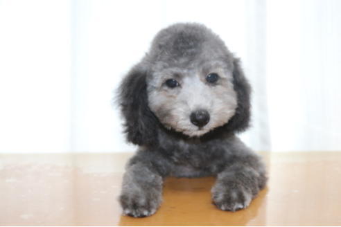 成約済の千葉県のタイニープードル-53349の2枚目