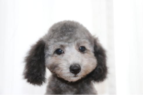 成約済の千葉県のタイニープードル-53349の1枚目