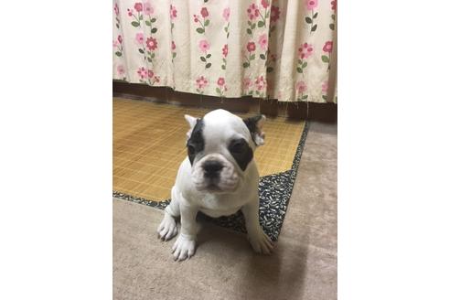 成約済の愛知県のフレンチブルドッグ-54101の9枚目
