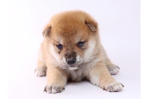 成約済の栃木県の柴犬-59460