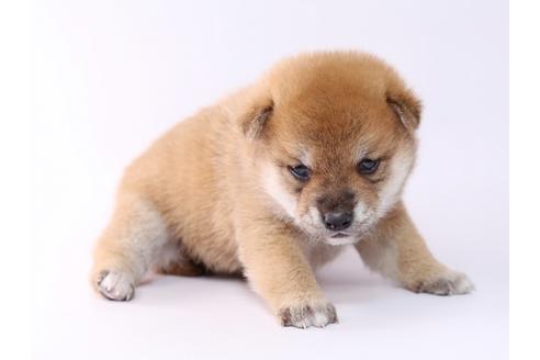 成約済の栃木県の柴犬-59460の3枚目