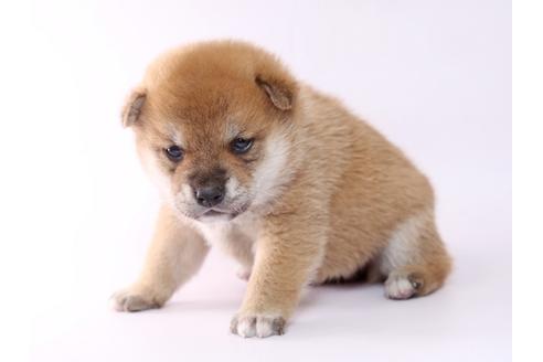 成約済の栃木県の柴犬-59460の2枚目