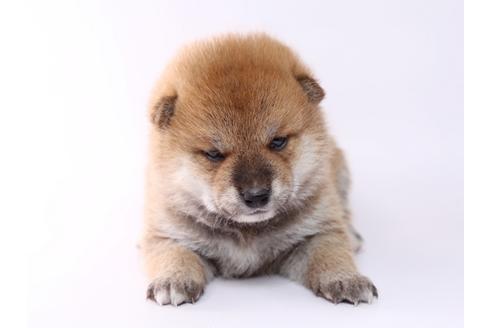 成約済の栃木県の柴犬-59461
