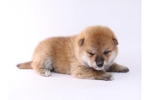 成約済の栃木県の柴犬-59461の3枚目
