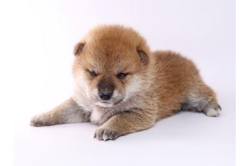 成約済の栃木県の柴犬-59461の2枚目