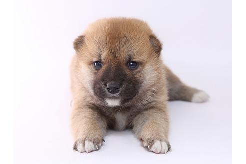 成約済の栃木県の柴犬-59462の3枚目