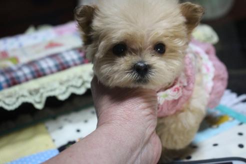 成約済の奈良県のトイプードル-59479の7枚目