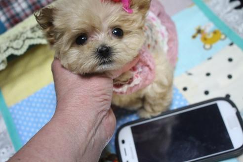 成約済の奈良県のトイプードル-59479の6枚目