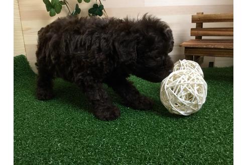 成約済の静岡県のトイプードル-59523の6枚目