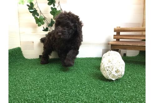 成約済の静岡県のトイプードル-59523の5枚目
