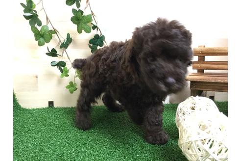 成約済の静岡県のトイプードル-59523の4枚目