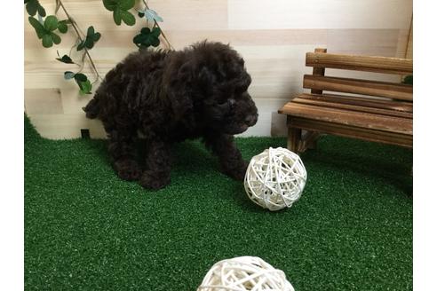 成約済の静岡県のトイプードル-59523の1枚目