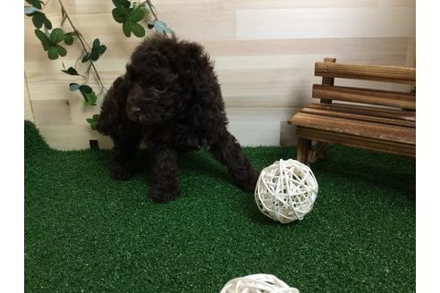 成約済の静岡県のトイプードル-59523の3枚目