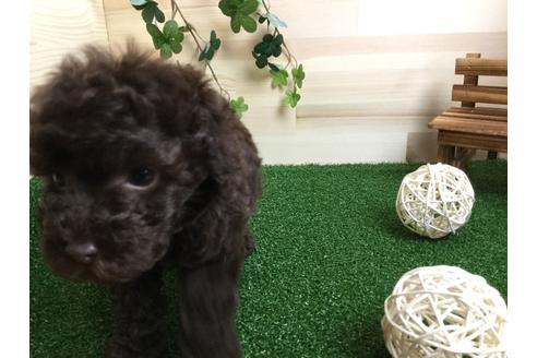 成約済の静岡県のトイプードル-59523の2枚目