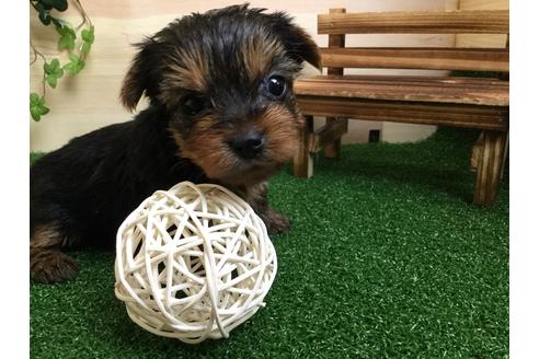 成約済の静岡県のヨークシャーテリア-59526の1枚目