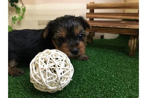 成約済の静岡県のヨークシャーテリア-59526の5枚目