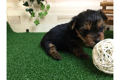 成約済の静岡県のヨークシャーテリア-59526の4枚目