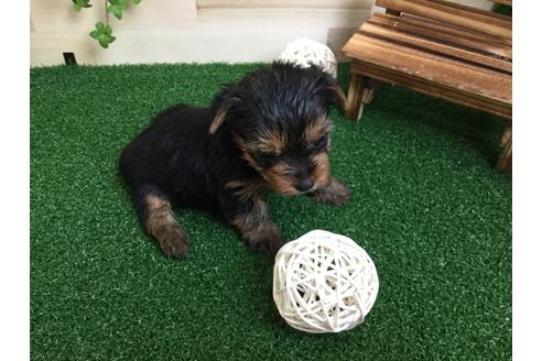 成約済の静岡県のヨークシャーテリア-59526の3枚目