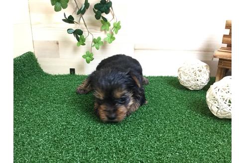 成約済の静岡県のヨークシャーテリア-59526の2枚目