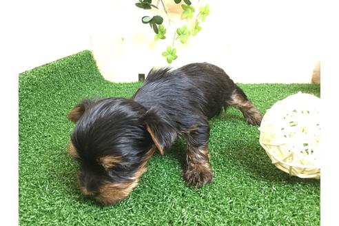 成約済の静岡県のヨークシャーテリア-59527の11枚目