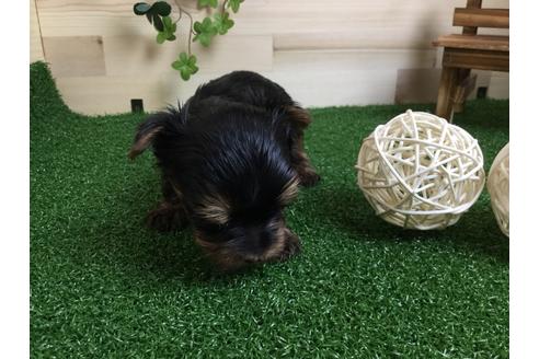 成約済の静岡県のヨークシャーテリア-59527の10枚目