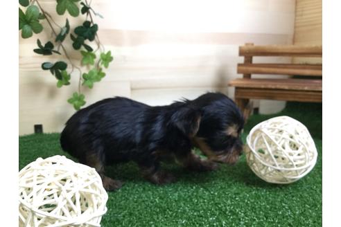 成約済の静岡県のヨークシャーテリア-59527の9枚目