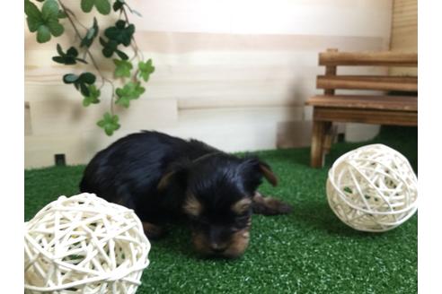 成約済の静岡県のヨークシャーテリア-59527の8枚目