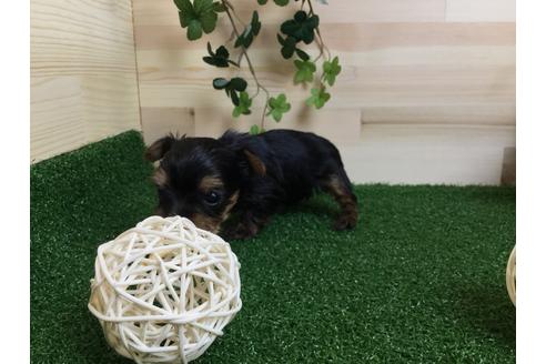 成約済の静岡県のヨークシャーテリア-59527の7枚目