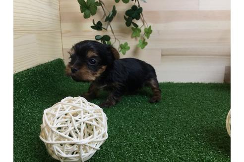 成約済の静岡県のヨークシャーテリア-59527の6枚目