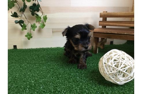 成約済の静岡県のヨークシャーテリア-59527の5枚目